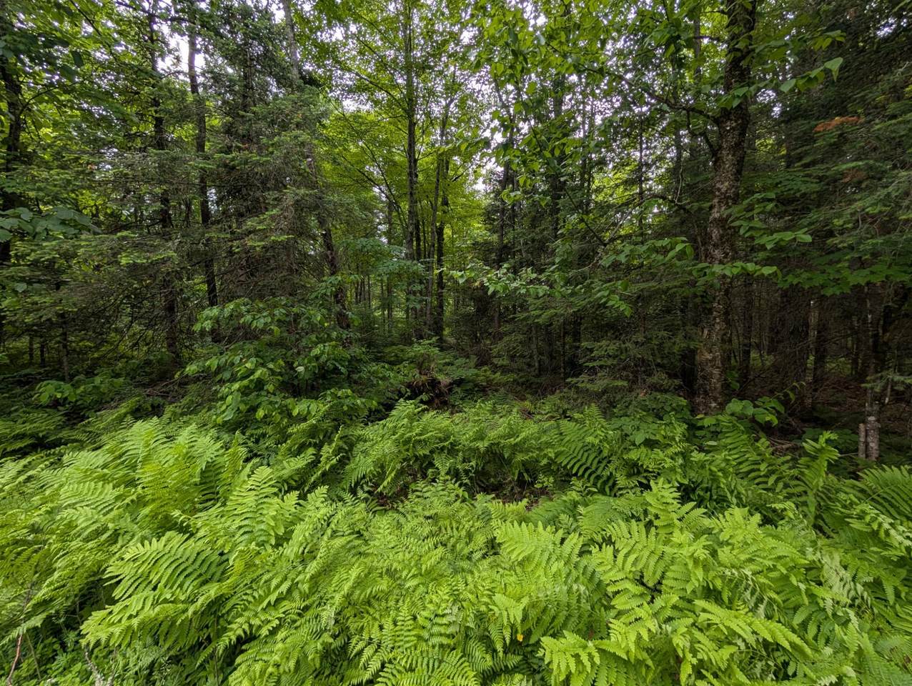 https://bt-photos.global.ssl.fastly.net/northwoods/1280_boomver_1_217948-2.jpg