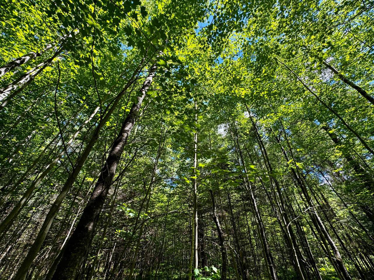 https://bt-photos.global.ssl.fastly.net/northwoods/1280_boomver_1_218004-2.jpg