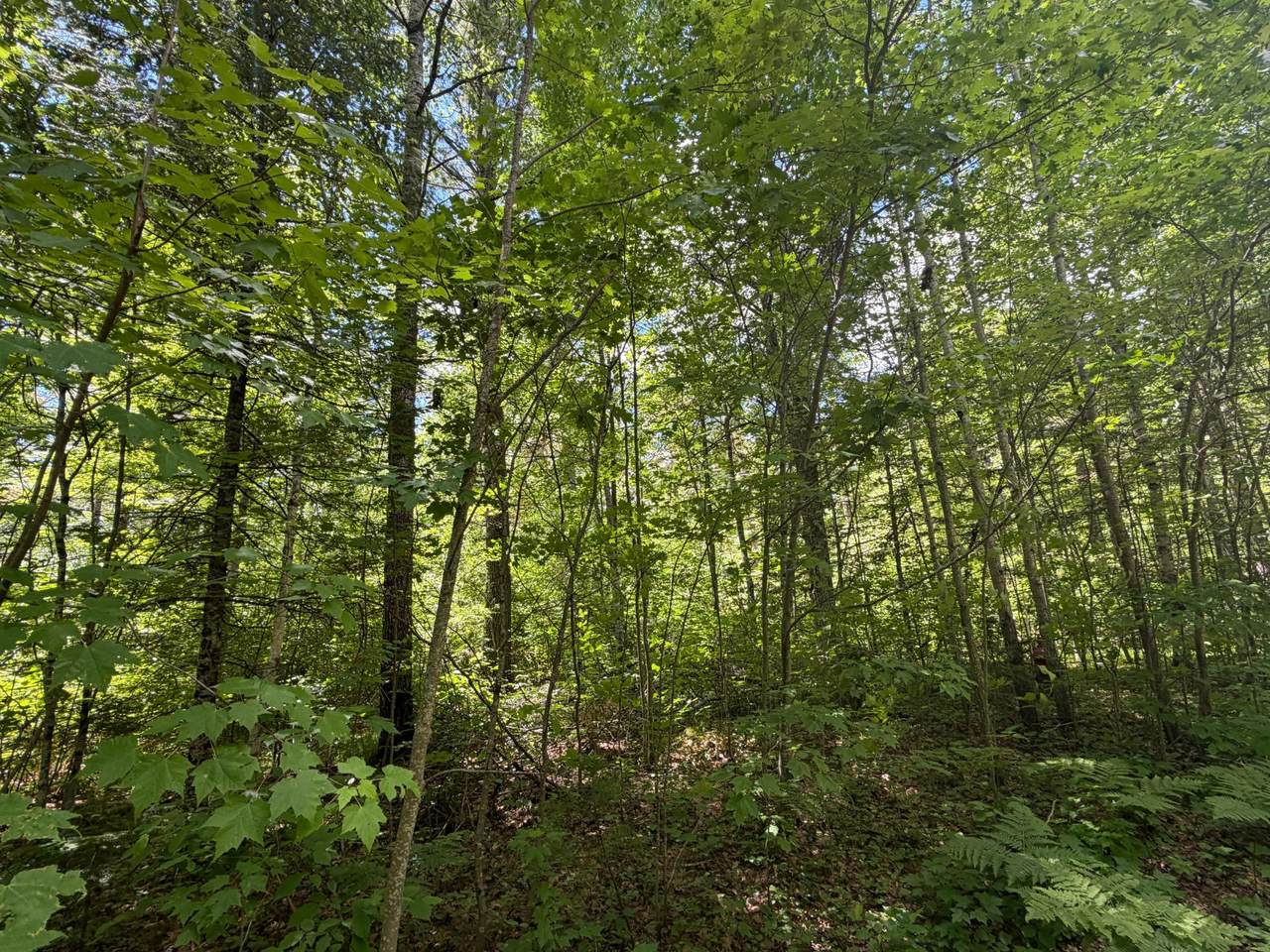 https://bt-photos.global.ssl.fastly.net/northwoods/1280_boomver_1_218031-2.jpg