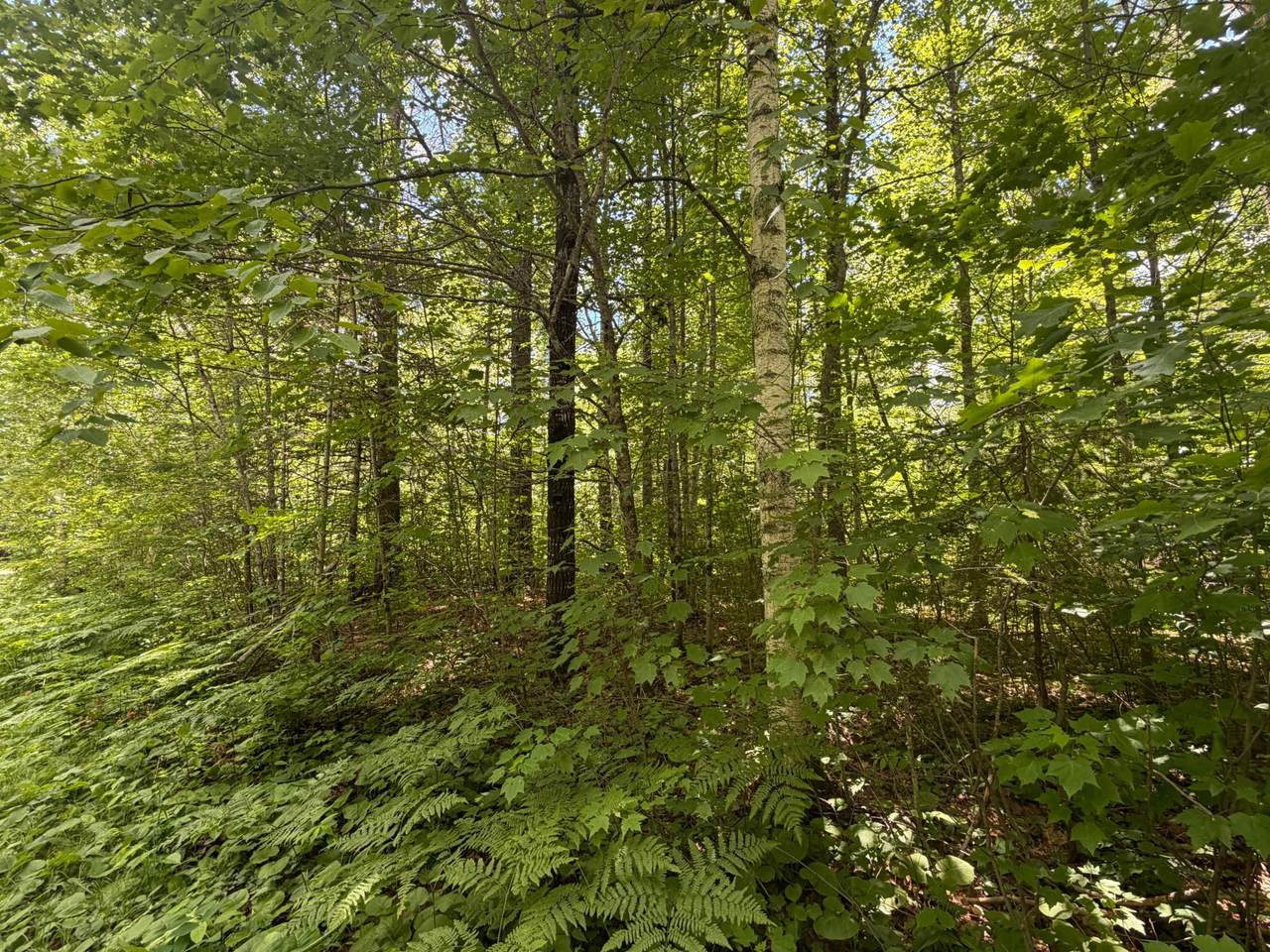 https://bt-photos.global.ssl.fastly.net/northwoods/1280_boomver_1_218031-2.jpg