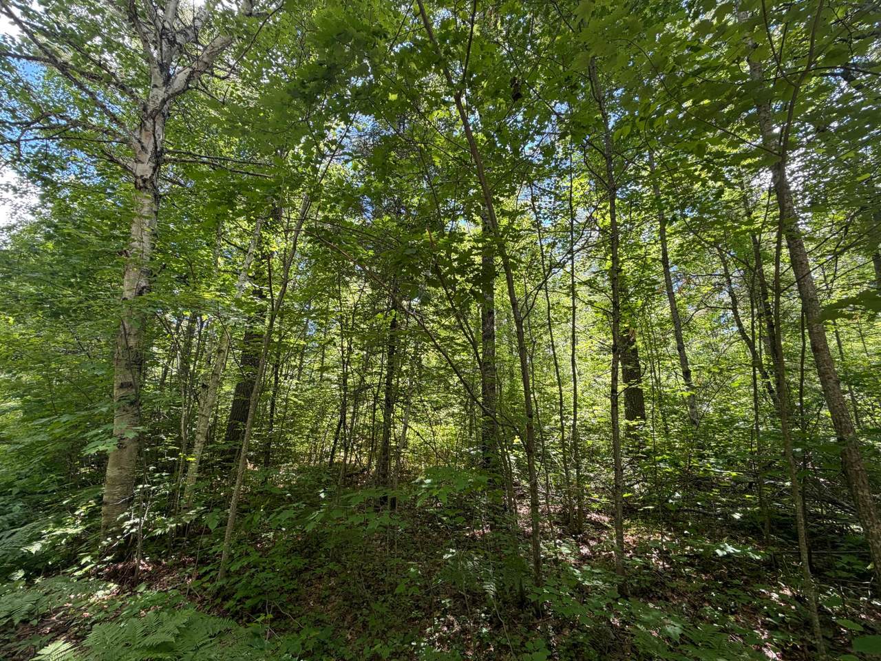 https://bt-photos.global.ssl.fastly.net/northwoods/1280_boomver_1_218032-2.jpg