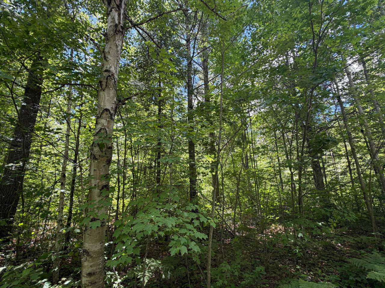 https://bt-photos.global.ssl.fastly.net/northwoods/1280_boomver_1_218032-2.jpg