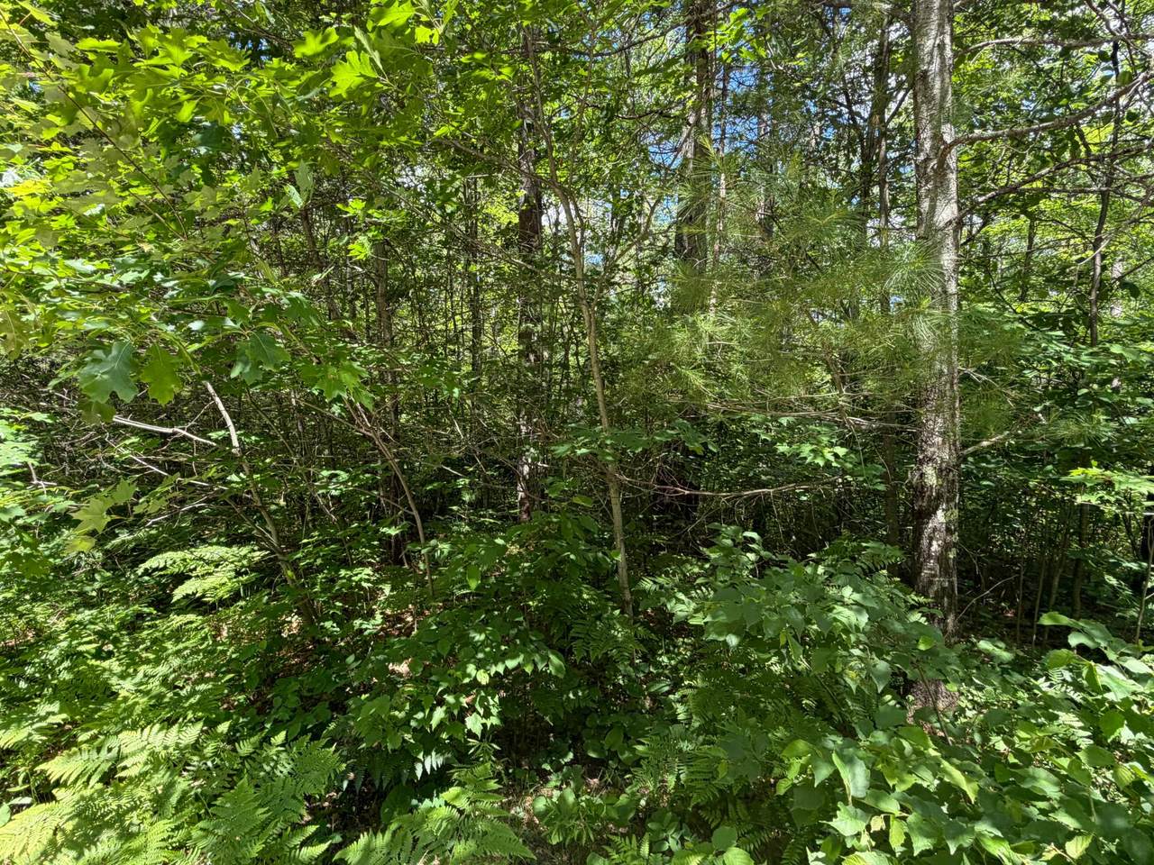 https://bt-photos.global.ssl.fastly.net/northwoods/1280_boomver_1_218033-2.jpg