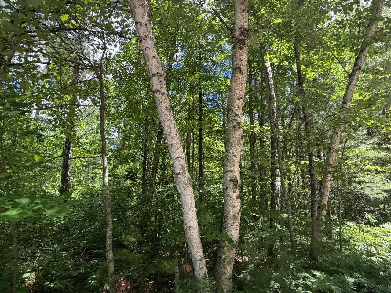 https://bt-photos.global.ssl.fastly.net/northwoods/1280_boomver_1_218033-2.jpg