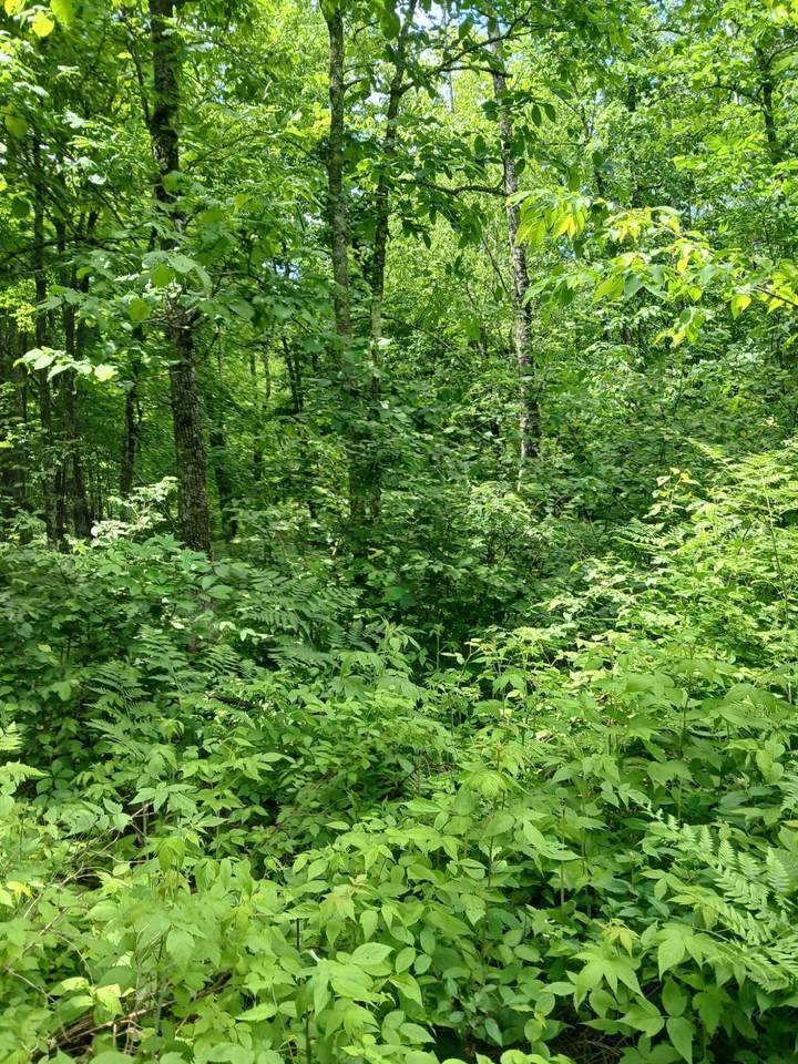 https://bt-photos.global.ssl.fastly.net/northwoods/1280_boomver_1_218058-2.jpg