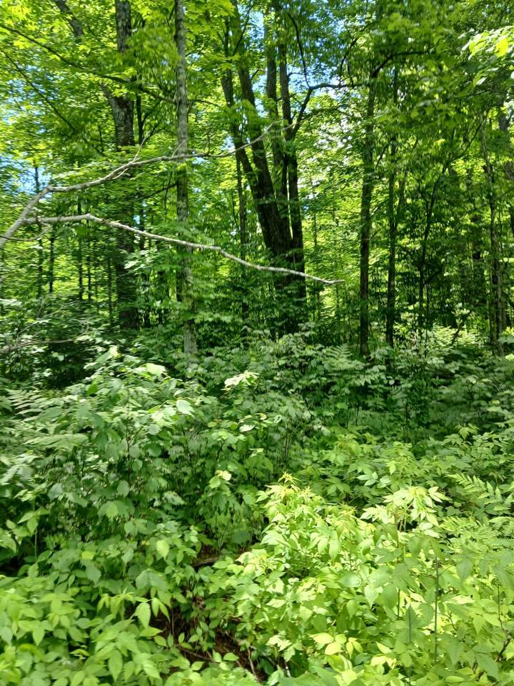https://bt-photos.global.ssl.fastly.net/northwoods/1280_boomver_1_218058-2.jpg
