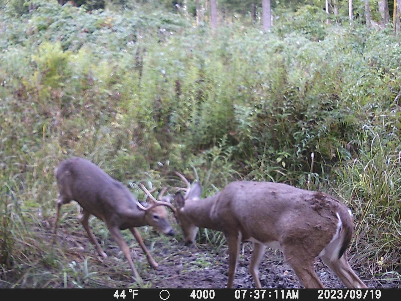 https://bt-photos.global.ssl.fastly.net/northwoods/orig_boomver_1_218069-2.jpg