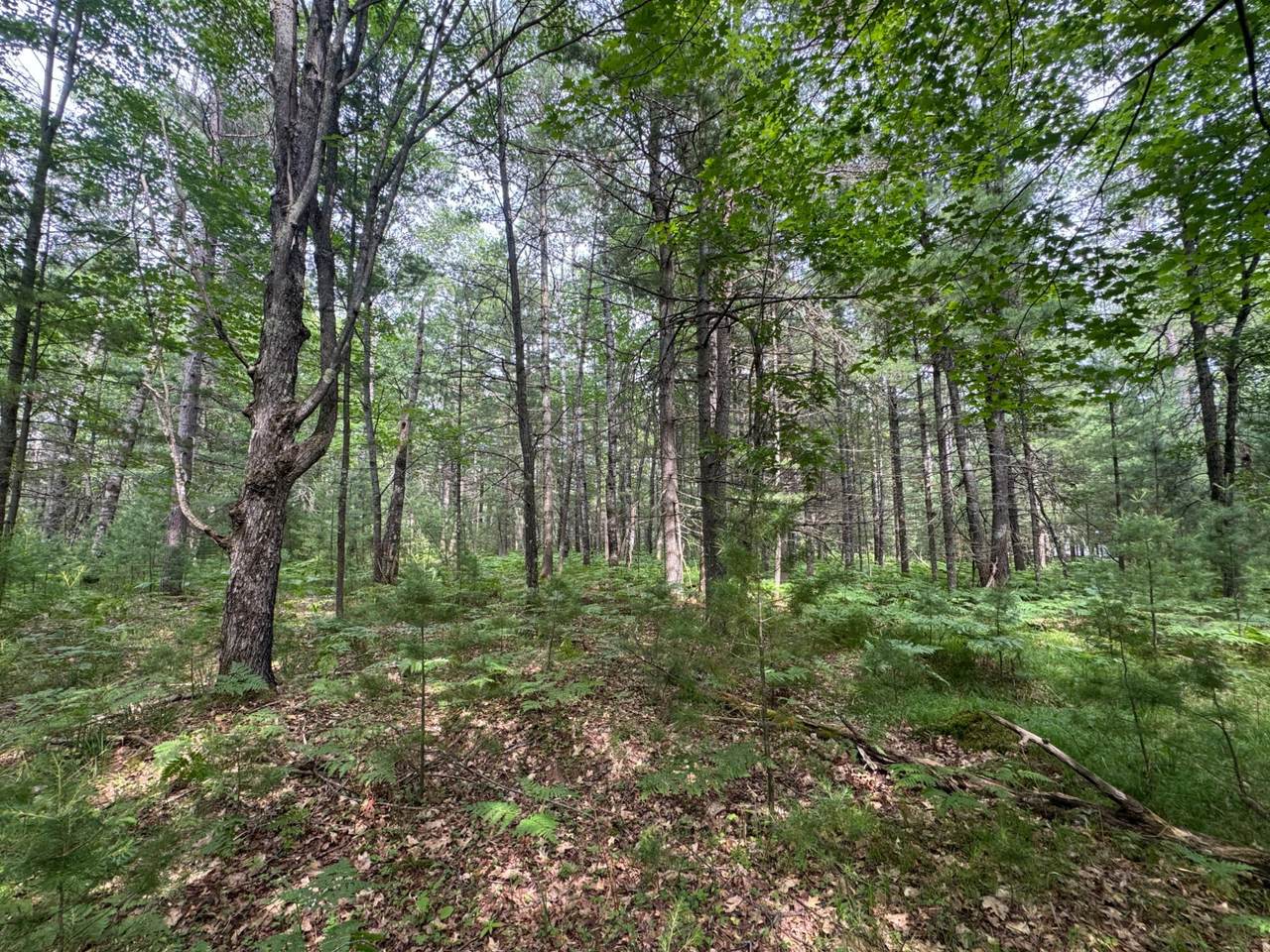 https://bt-photos.global.ssl.fastly.net/northwoods/1280_boomver_1_218181-2.jpg