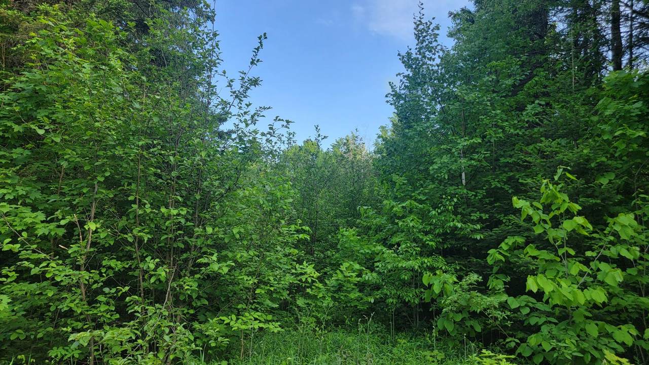 https://bt-photos.global.ssl.fastly.net/northwoods/1280_boomver_1_218215-2.jpg