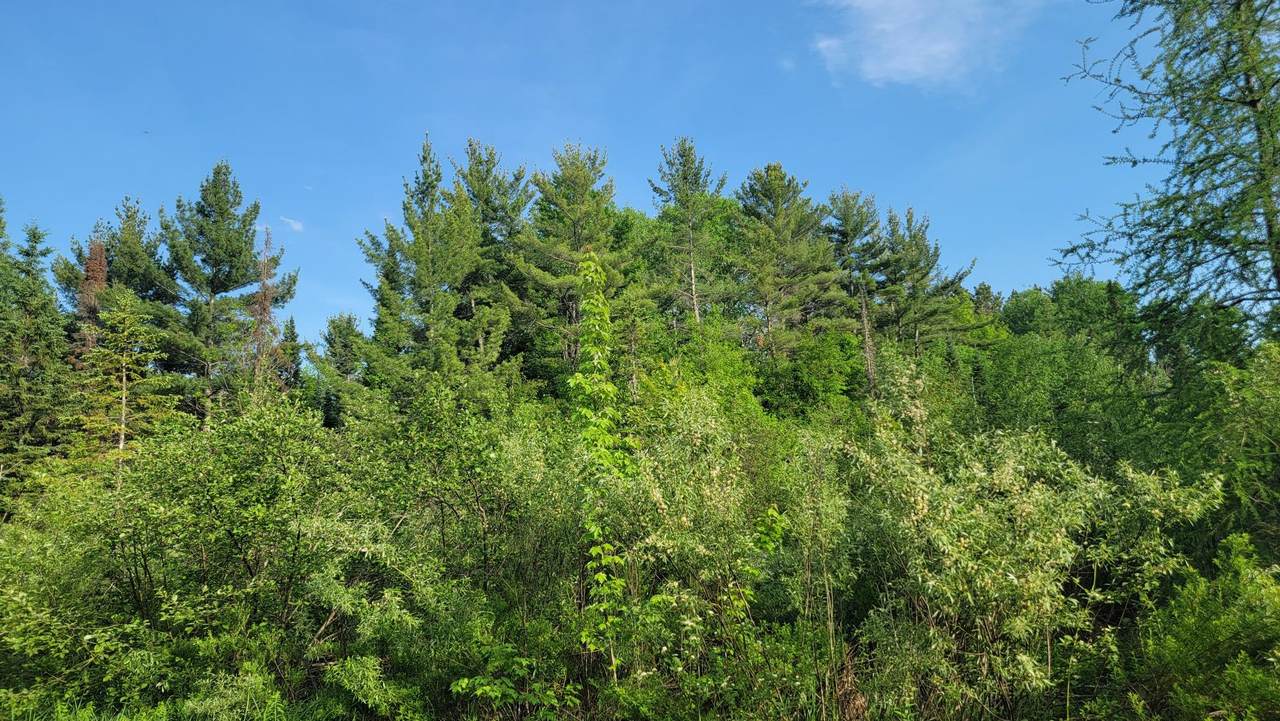 https://bt-photos.global.ssl.fastly.net/northwoods/1280_boomver_1_218215-2.jpg