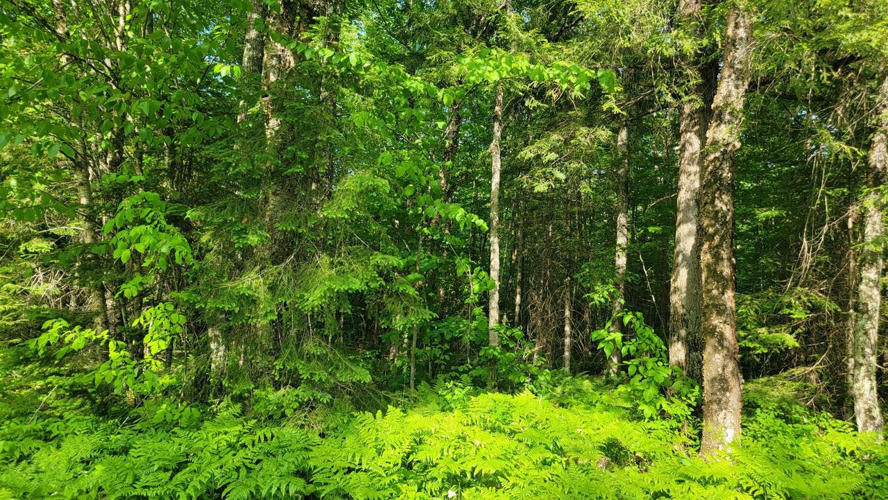 https://bt-photos.global.ssl.fastly.net/northwoods/1280_boomver_1_218221-2.jpg
