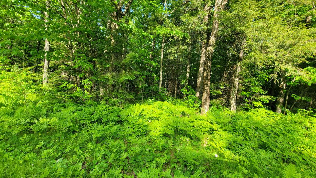 https://bt-photos.global.ssl.fastly.net/northwoods/1280_boomver_1_218221-2.jpg