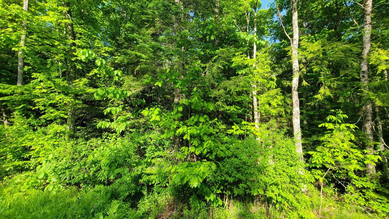 https://bt-photos.global.ssl.fastly.net/northwoods/1280_boomver_1_218221-2.jpg