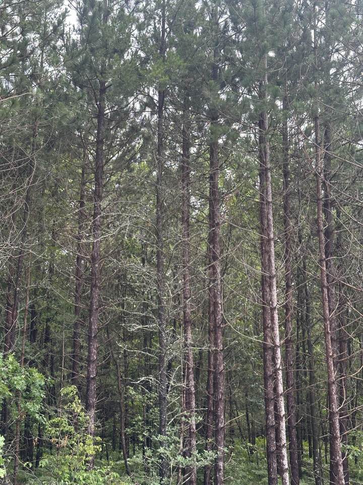 NEAR Cth Y - Photo 1