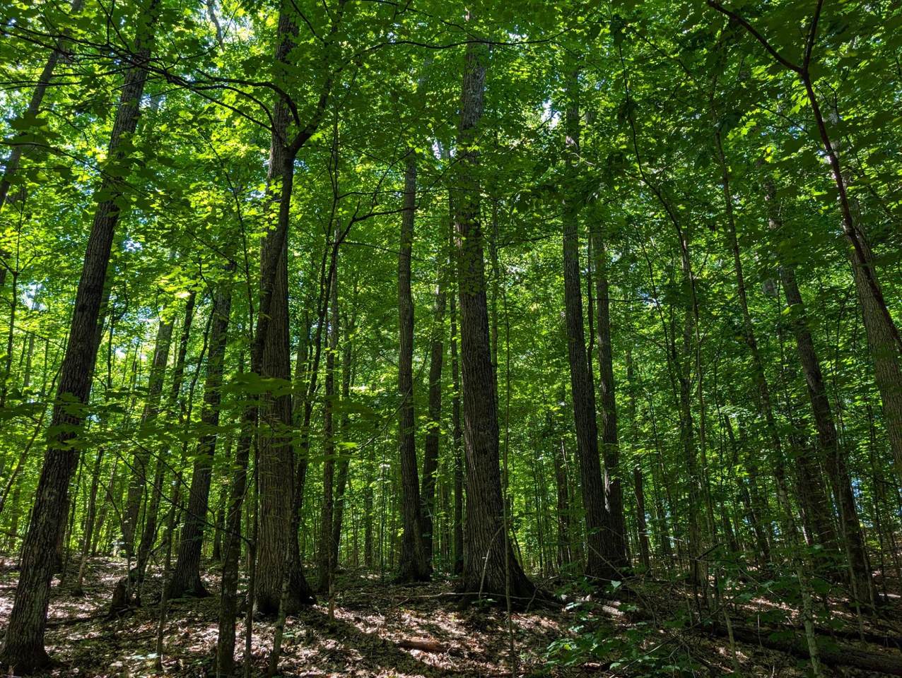 https://bt-photos.global.ssl.fastly.net/northwoods/1280_boomver_1_218487-2.jpg