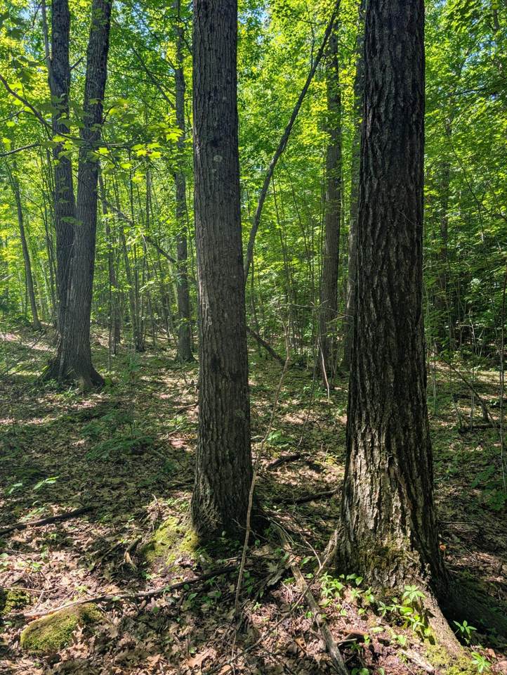 https://bt-photos.global.ssl.fastly.net/northwoods/1280_boomver_1_218487-2.jpg
