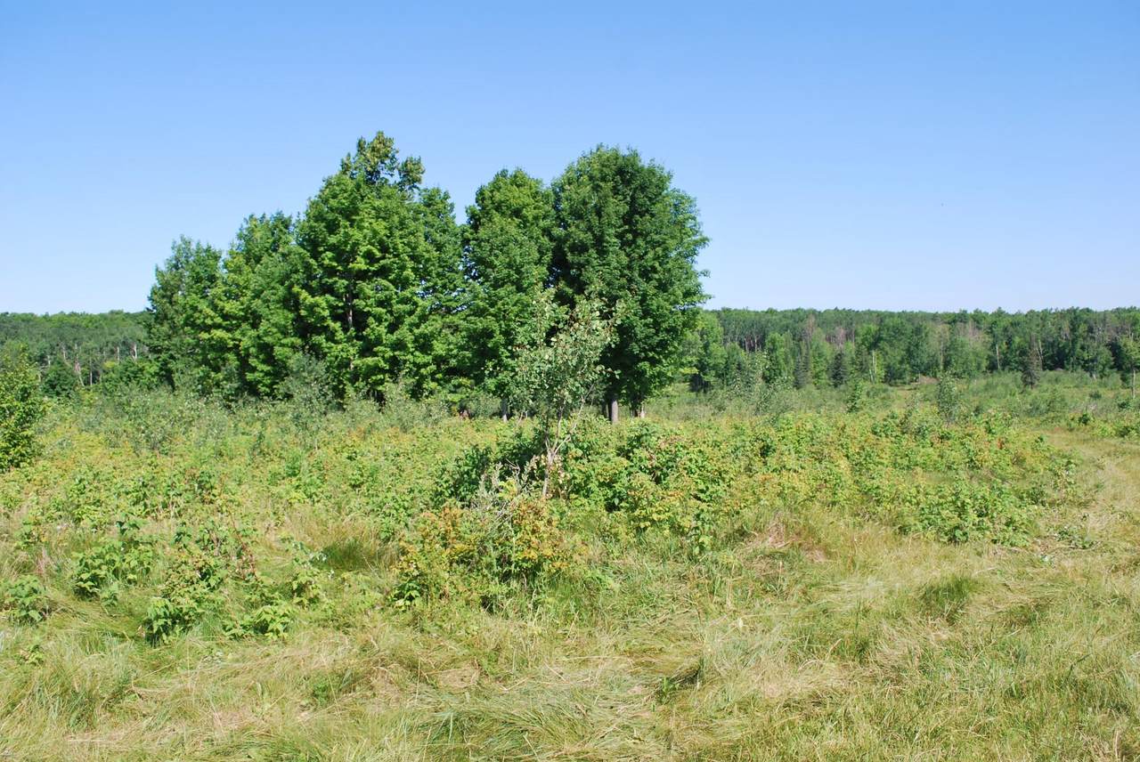 https://bt-photos.global.ssl.fastly.net/northwoods/1280_boomver_1_218538-2.jpg