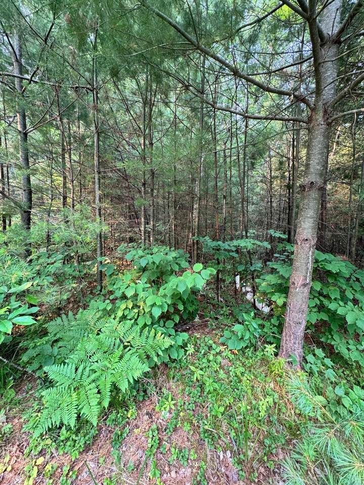 https://bt-photos.global.ssl.fastly.net/northwoods/1280_boomver_1_218544-2.jpg