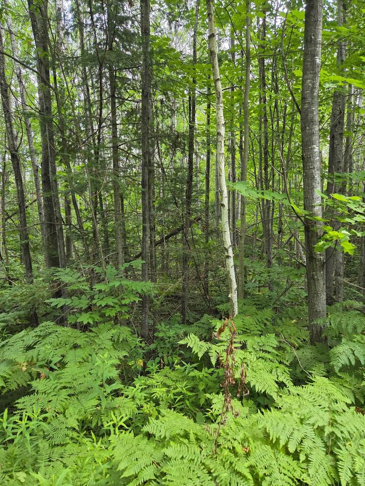 https://bt-photos.global.ssl.fastly.net/northwoods/1280_boomver_1_218619-2.jpg
