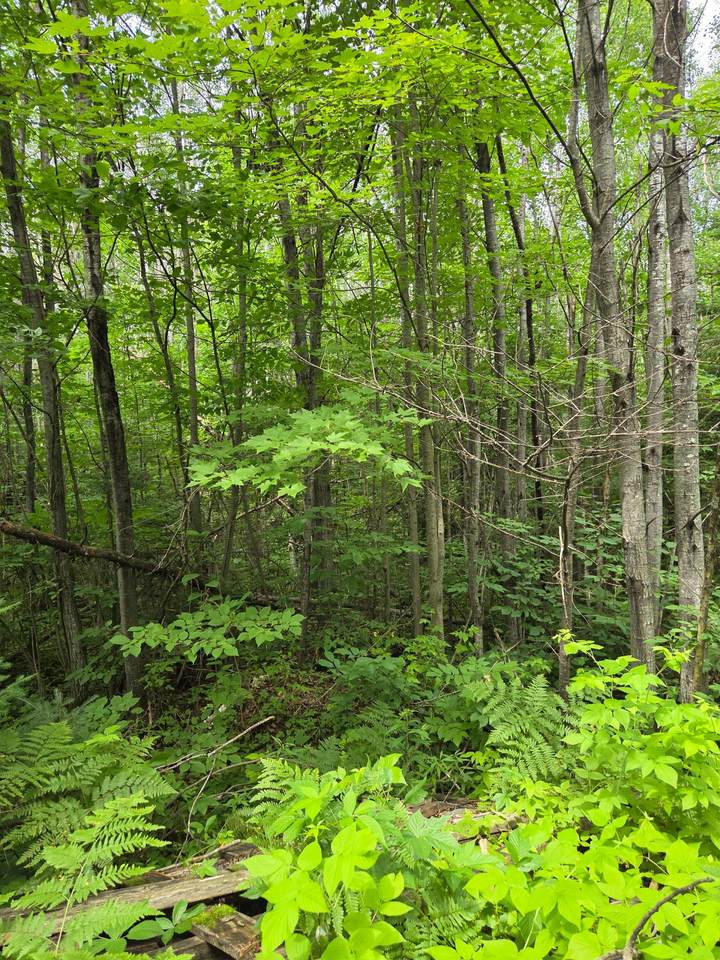 https://bt-photos.global.ssl.fastly.net/northwoods/1280_boomver_1_218619-2.jpg