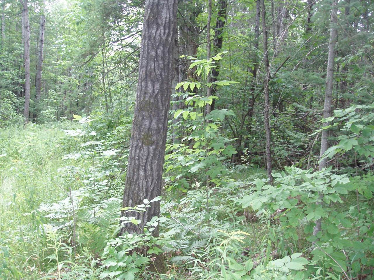 https://bt-photos.global.ssl.fastly.net/northwoods/1280_boomver_1_218831-2.jpg