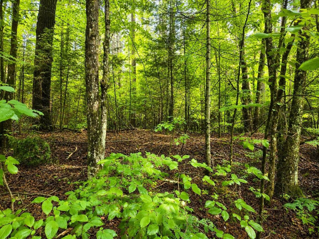 https://bt-photos.global.ssl.fastly.net/northwoods/1280_boomver_1_218878-2.jpg
