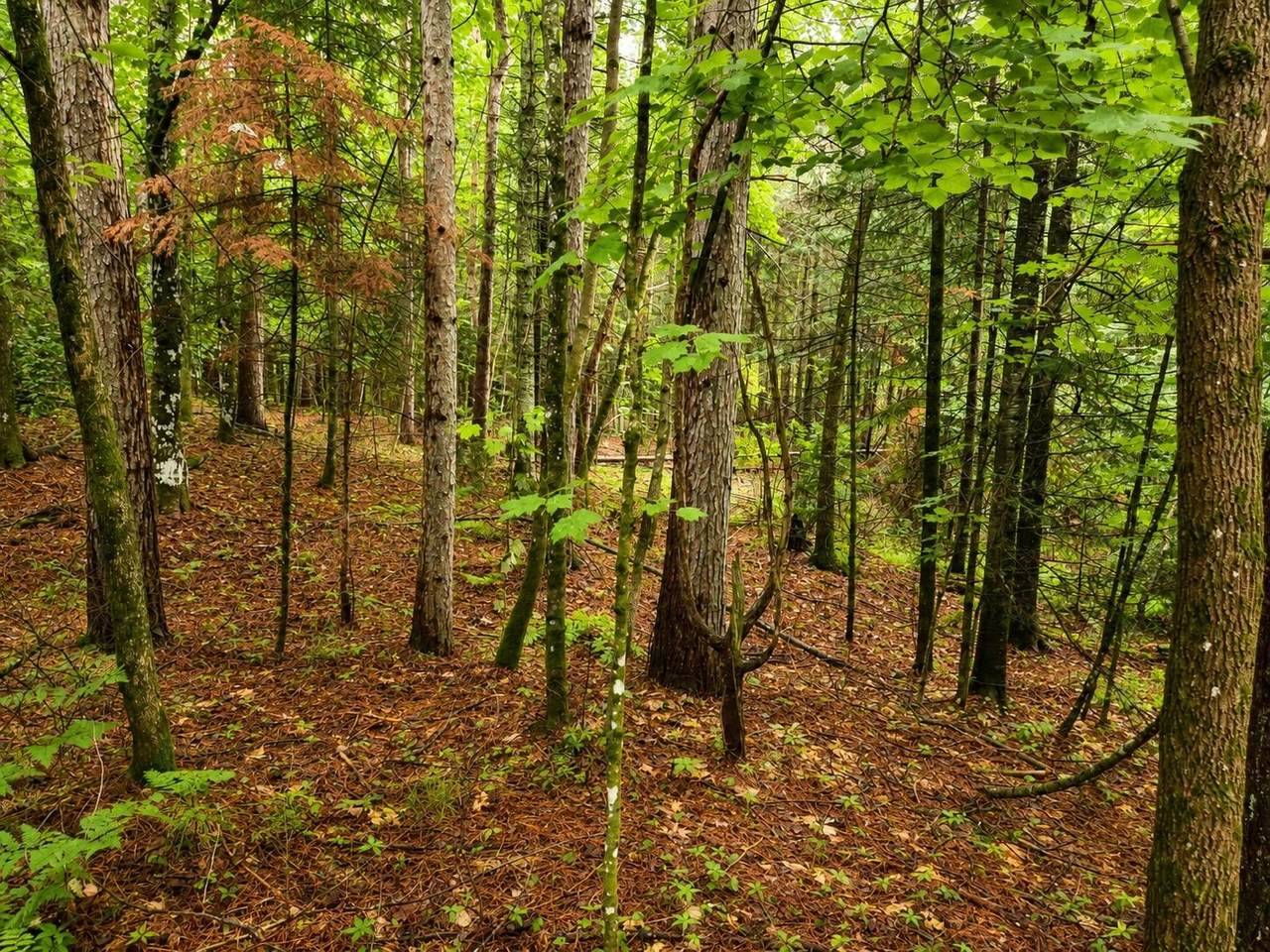 https://bt-photos.global.ssl.fastly.net/northwoods/1280_boomver_1_218878-2.jpg