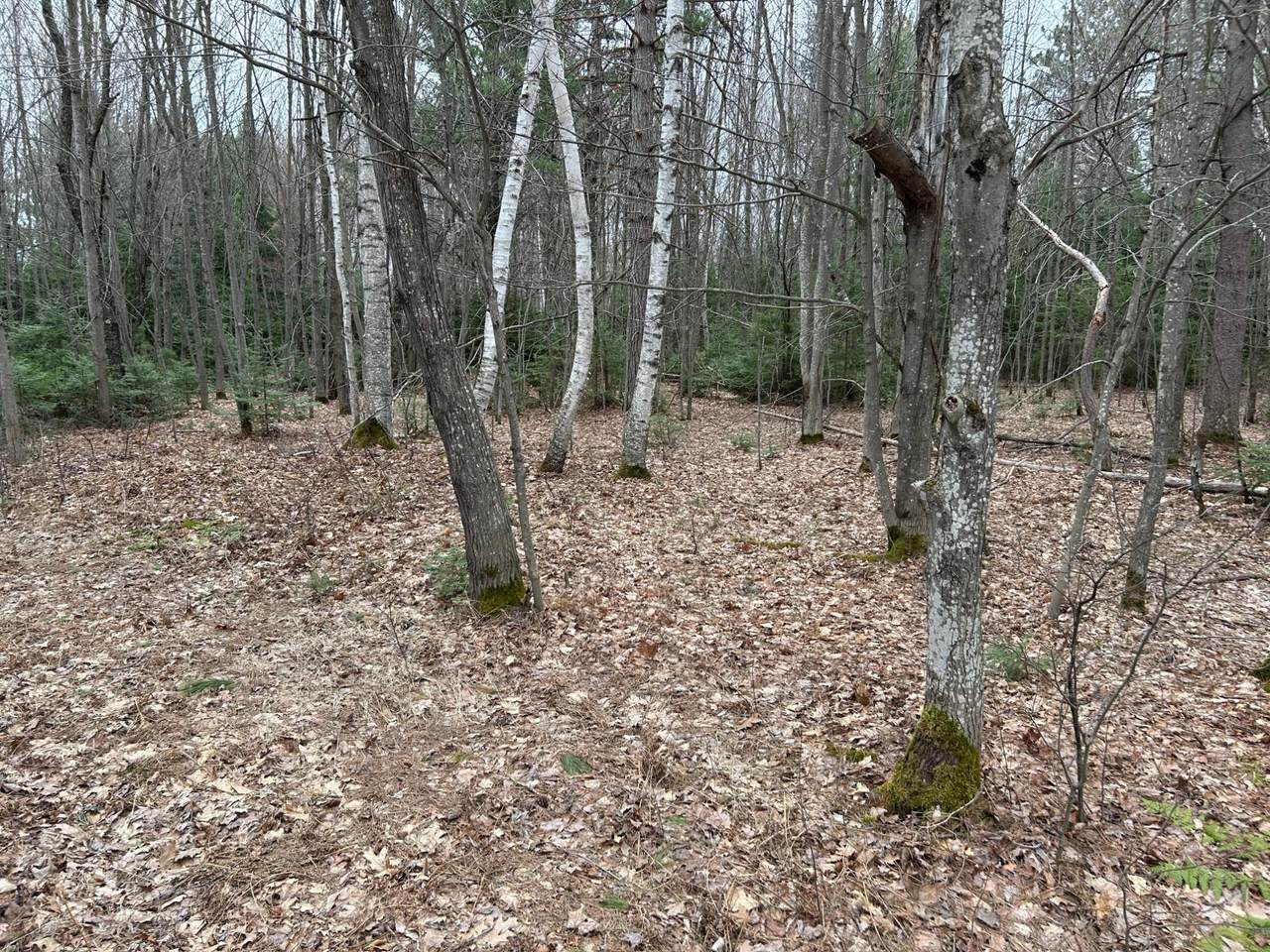 https://bt-photos.global.ssl.fastly.net/northwoods/orig_boomver_2_216671-2.jpg