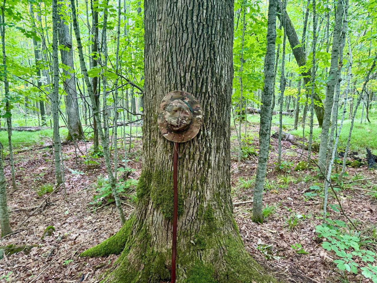 https://bt-photos.global.ssl.fastly.net/northwoods/1280_boomver_2_218208-2.jpg