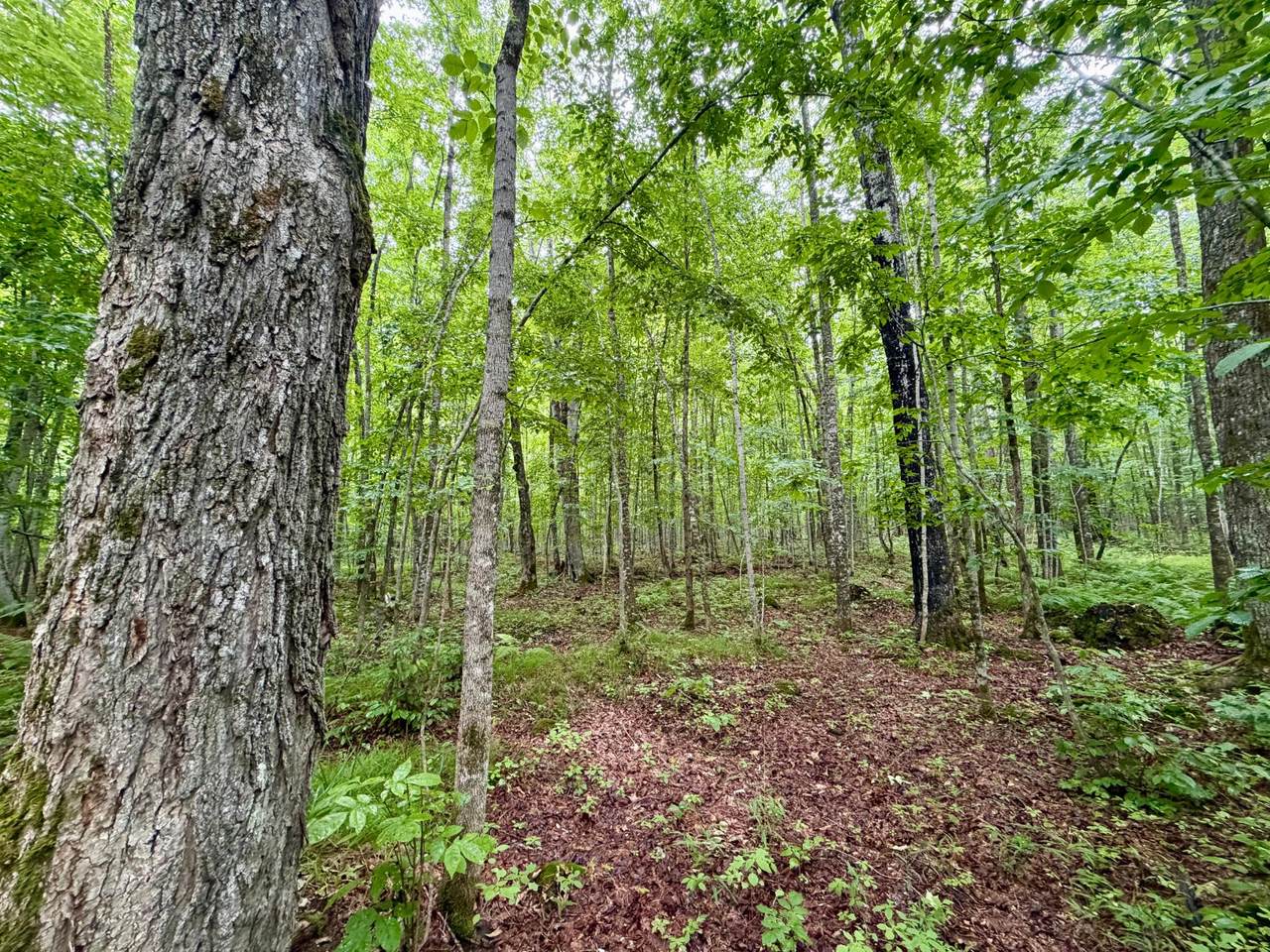 https://bt-photos.global.ssl.fastly.net/northwoods/1280_boomver_2_218208-2.jpg