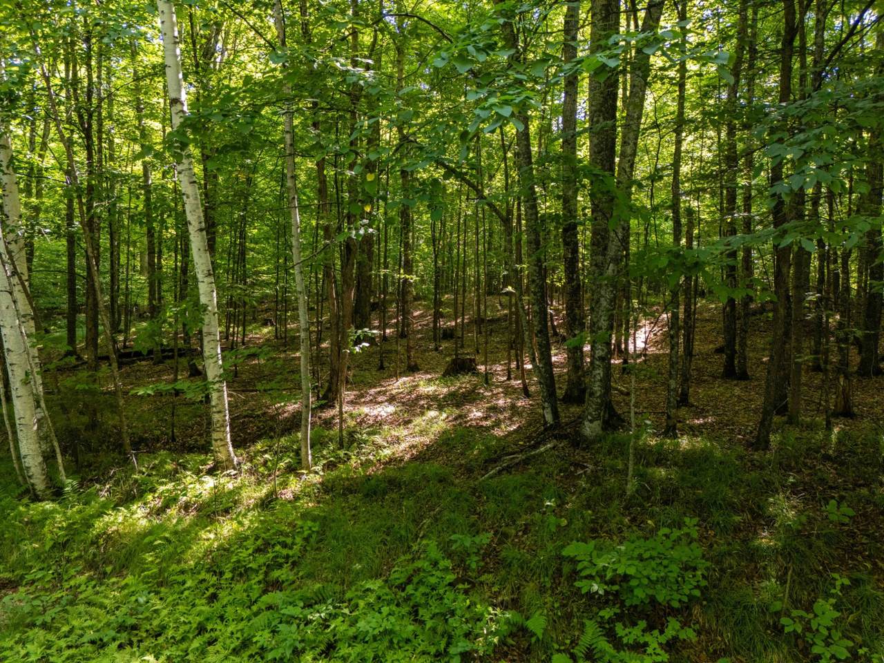 https://bt-photos.global.ssl.fastly.net/northwoods/1280_boomver_3_218887-2.jpg