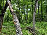 ON Pardee Lake Rd - Photo 12