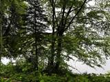 ON Pardee Lake Rd - Photo 2