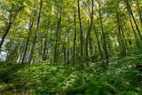 Lot 1 Gaylord Lake Rd - Photo 18