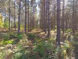 4745 Boot Lake Rd - Photo 7