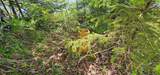 TBD Island Lake Rd - Photo 10