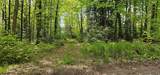 TBD Island Lake Rd - Photo 24