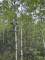ON Kelly Dam Rd - Photo 1