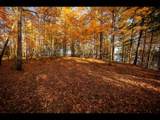 Lot 134 Clearwater Lake Tr - Photo 3