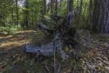 Lot 3 Pine Cone Dr - Photo 16