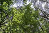 Lot 8 Pine Cone Dr - Photo 6
