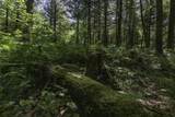 54 acres Cth B - Photo 16