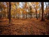 Lot 141 Kindling Pt - Photo 6