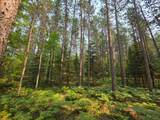 Lot 50 Whitetailed Deer Dr - Photo 19