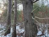 Lot 4 Swamp Lake Rd - Photo 3