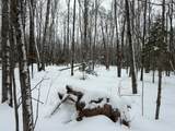 Lot #4 Allen Rd - Photo 5