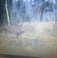 W9106 Popple Hill Rd - Photo 51