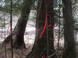 80580 Schwilk Rd - Photo 37