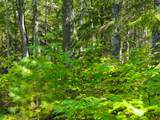 Lot 5 Lake Yawkey Dr - Photo 9