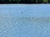 ON Beatons Lake Rd - Photo 4